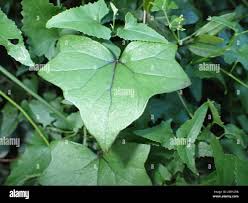 Image result for Senecio tamoides