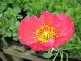The Iceland Poppy Plant Provides Showy Blossoms In Late Spring And Early Summer Growing Iceland Poppies Poppy Flower Garden Planting Poppies Icelandic Poppies