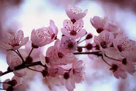 Hand Painted Cherry Blossoms Lekker Lacquer Cherry Blossom Flowers Cherry Blossom Tree Blossom Trees