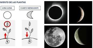 La Influencia De La Luna En Nuestro Huerto Influencia De La Luna Huerto Luna