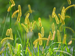 Image result for Setaria parviflora