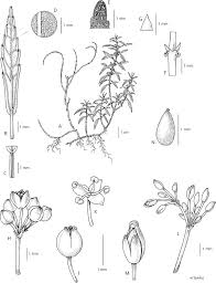 Image result for Deinbollia kilimandscharica