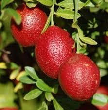 Pin On Fruits