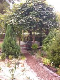 Schöne, große terrasse mit wunderbarer kiwilaube. Kiwi Standort Pflanzen Botanik Green24 Pflanzen Garten Forum