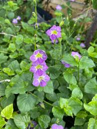 Image result for Asystasia gangetica