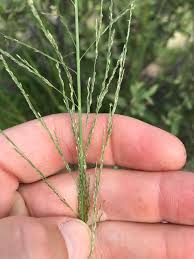 Image result for Eragrostis rotifer