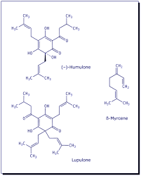 Image result for Chaetachme
