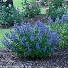 Image result for Plumbago ituriensis