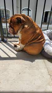 發吽哣 狗狗困在家悶到爆萌照網上瘋傳 cute bulldog puppies english bulldog puppies bulldog puppies