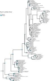 Image result for Elatostema welwitschii