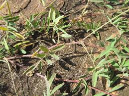 Image result for Tephrosia reptans