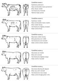 Cattle Body Condition Scoring Chart Http Www Daff Qld Gov Au Data Assets Pdf File 0015 53520 Animal Hd Inve Cattle Ranching Dairy Cattle Livestock Judging
