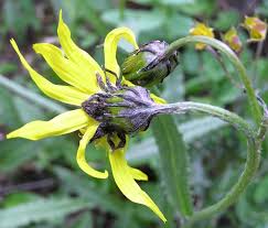 Image result for Senecio purpureus