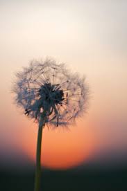 Dekornik offers both aesthetic wallpapers for a girl's room and wallpapers for a boy's . 30k Dandelions Pictures Download Free Images On Unsplash