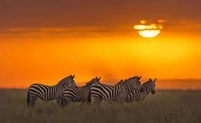 صور غابات افريقيا national geographic photo contest national geographic animals african animals photography