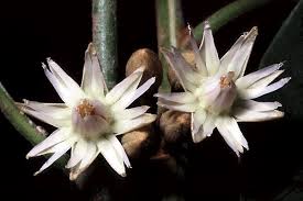 Image result for Mimusops elengi