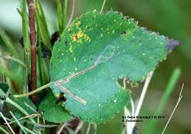Image result for Stigmella confusella
