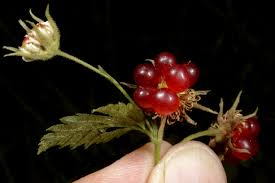 Image result for Rubus kirungensis