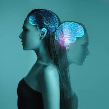 Image result for Limbic System