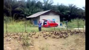 Proses pemeliharaan itik petelur dilakukan secara konvensional sehingga membutuhkan lahan yang luas, waktu terbuang banyak serta membutuhkan tenaga lebih. Penternakan Itik Telur Di Saujana Utama Youtube