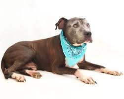 Maybe you would like to learn more about one of these? Orlando Fl Adoptable Animals At Orange Coiunty Pet Shelter Animals Dog Insurance Animal Shelter