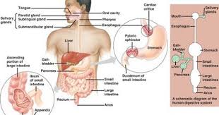 Pin On Health Wellness Illness