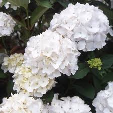 Pečlivě balíme 📦 a garantujeme ok doručení či výměnu. Hydrangea Macrophylla Madame Emile Mouillere Caragh Nurseries