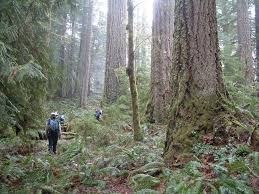 Maybe you would like to learn more about one of these? Western Oregon Blm Backyard Forests Oregon Wild