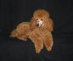 Give me an overview of poodle puppies for sale in ohio. Raspberry Woods Standard Poodles