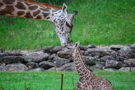Greenville Zoo It S Contest Time Guess When The Baby Giraffe Will Be Born For A Chance To Win A Family Four Pack Of Tickets To The Zoo And A Giraffe Themed Gift Basket