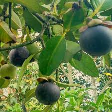 Cara agar tanaman buah dalam pot cepat berbuah. Pin Auf Asian Fruits And Vegetables