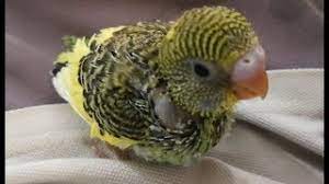 Handfeeding A Baby Budgie Simple Tips To Hand Feed Your Baby Bird Youtube