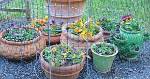Maybe you would like to learn more about one of these? Try This To Protect Your Garden From Monkeys Garden Talk Nurserylive Wikipedia
