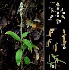 Image result for Zeuxine