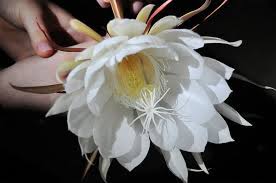 Pin By Ashley Johnston On Nature Flowers Cactus Blog