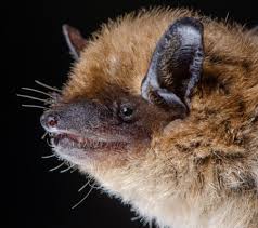 Backyard Bats | Natural History Museum