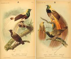 Download searchkatrin paradisebird torrent or any other torrent from kickasstorrents. Discovery Of A Rare Hybrid Specimen Known As Maria S Bird Of Paradise At The Staatliches Naturhistorisches Museum In Braunschweig