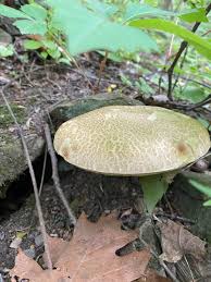 Image result for Xerocomellus diffractus