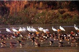 Conservation Of Wetlands Vikaspedia