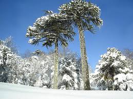 Their mature heights vary from the smallest species of chinkapins, often shrubby, 19 to the giant of past american forests, c. What Is A Monkey Puzzle Tree Earthpedia Earth Com