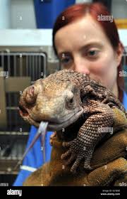 Rspca staff hi-res stock photography and images