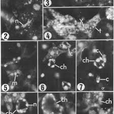 Image result for Sericanthe leonardii