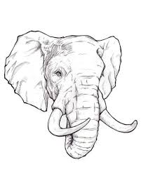 L'éléphant d'asie (elephas maximus) est un mammifère de la famille des éléphantidés. C45fd8bacd3a3d16dd939a27df3cfeb2 Jpg 900 1 125 Pixels Dessin Tete Elephant Tatouage Tete Elephant Dessin Elephant