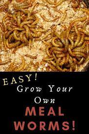 How To Grow Mealworms For Chickens Raising Mealworms At Home The Hen S Loft Meal Worms Raising Meal Worms Meal Worms For Chickens