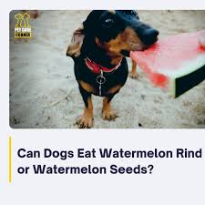 Make sure to avoid feeding your dog. Can Dogs Eat Watermelon Rind Or Watermelon Seeds