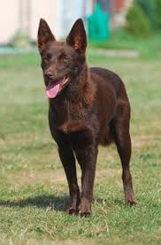 No 1 Top Dog The Australian Red Chocolate Kelpie Australian Kelpie Dog Dog Breeds Herding Breed