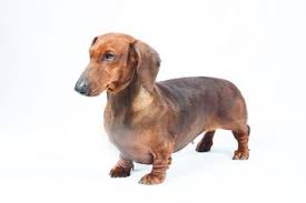 Find a dachshund puppy from reputable breeders near you in minnesota. Miniature Dachshund Dog Breed Profile Petfinder