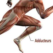 Se muscler l'intérieur des cuisses, perdre des cuisses. Adducteurs Exercices De Musculation Et Etirements