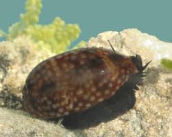 Macrocypraea Zebra See
