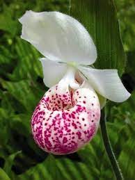 Cipredium Ulla Silkens Orchid Unusual Flowers Beautiful Orchids Orchid Flower